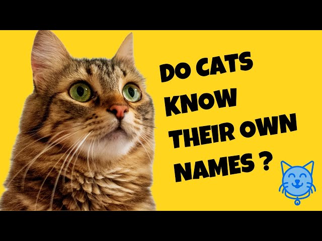 Do Cats Know Their Own Names? - Cat's Knowhow