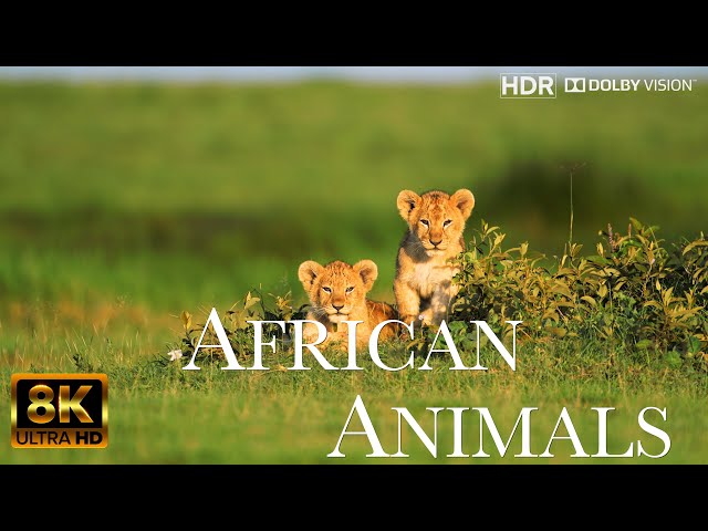 AFRICAN ANIMALS Masterpiece in 8K HDR with Dolby Vision 120fps