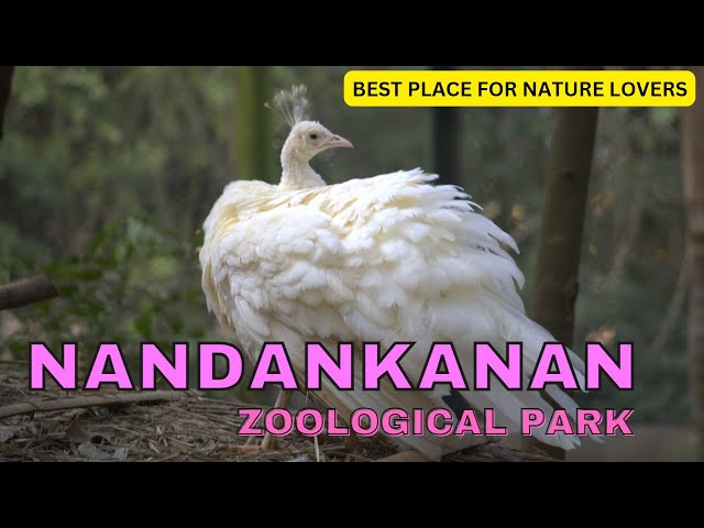 Exploring Bhubaneswar's Best Zoological Park: A Wildlife Wonderland