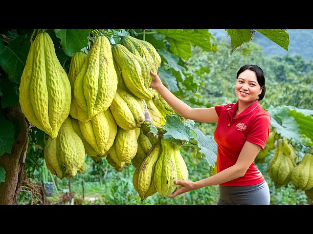 Harvesting Super Chayote Fruit Go To The Market Sell, Take Care Garden|Harvesting Farm Produce