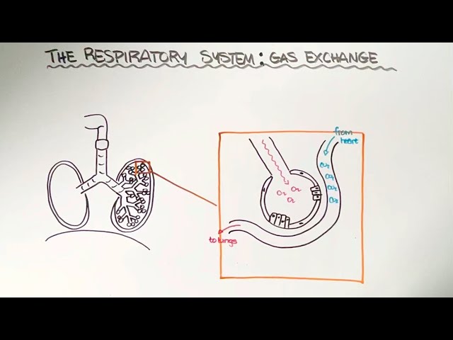 The Respiratory System: Gas Exchange