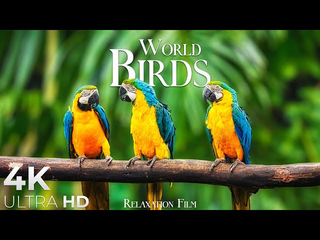 World Birds 4K • Scenic Relaxation Film with Peaceful Relaxing Music and Animals Video Ultra HD