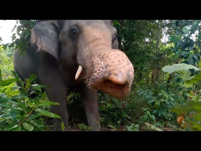 Kaavan’s Freedom Life! - ElephantNews