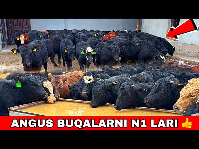 ANGUS BUQALARNI N1 LARI KELDI OTOMGA ARZON BO’LDI