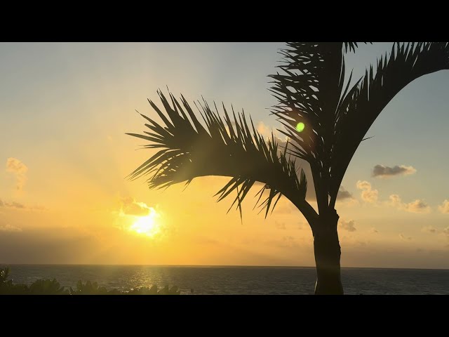 Tropical sunrise as it gentle resting on a branch in this stunning visual journey