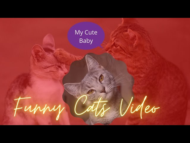 A funny pet baby cute cat fun with others.