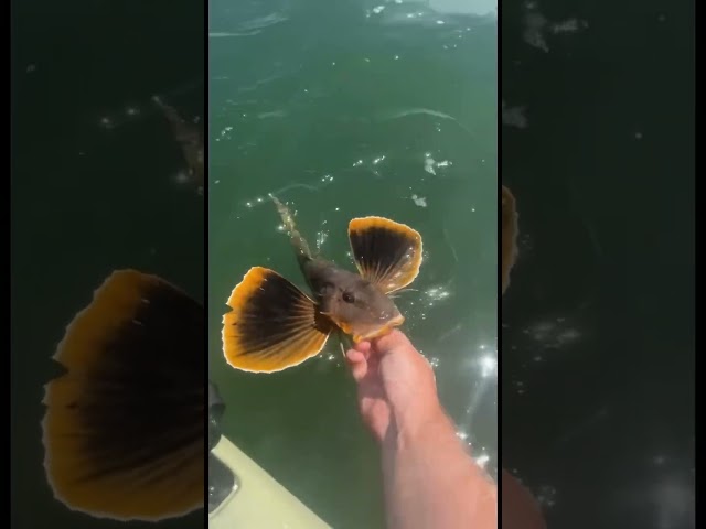 Ever hear a sea robin grunt? Listen closely. 😁 #fishing #saltlife #kayakfishing #