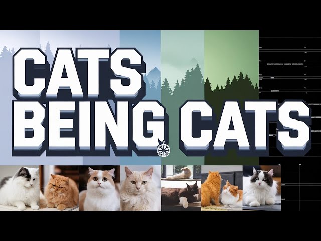 Hilarious Cat Videos Compilation | Funny Cats to Brighten Your Day 🐱🤣