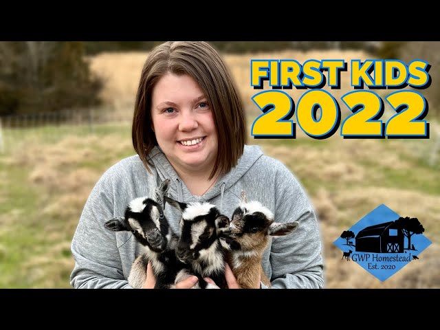 First Goat Kids of 2022! Brand new baby goats on the homestead