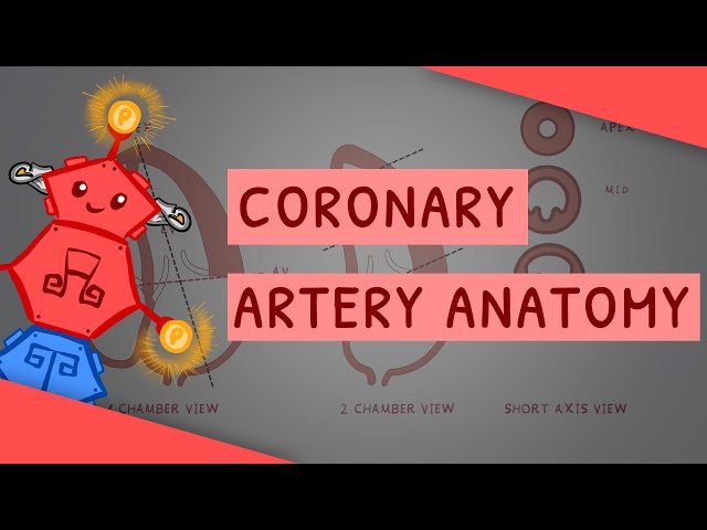 Coronary Artery Anatomy & Myocardial Infarction