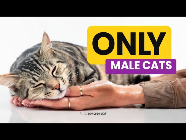 Super Weird Things Only MALE Cats Do For Their Owners and Why