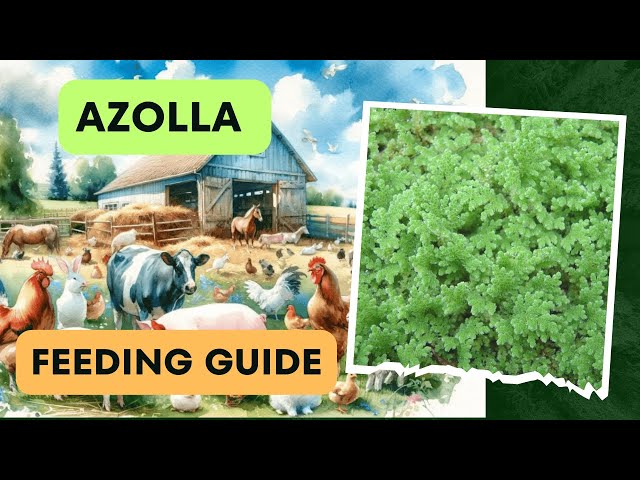 Azolla Benefits for Farm Animals & Feeding Guide