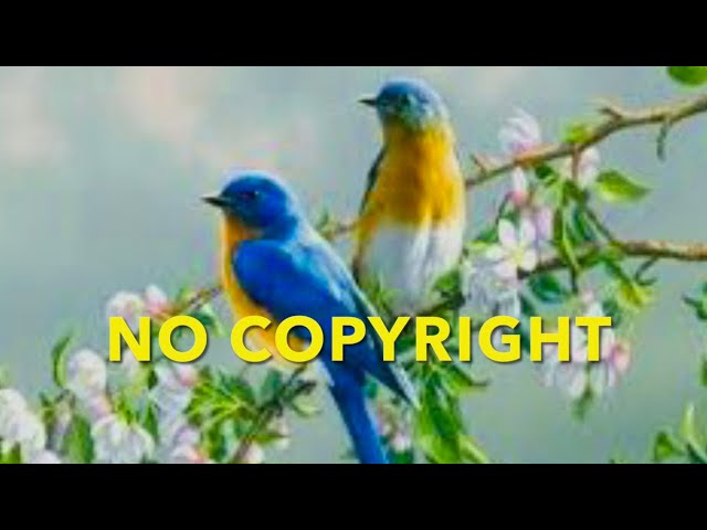 [NO COPYRIGHT] 11 Minutes of Relaxing music ...