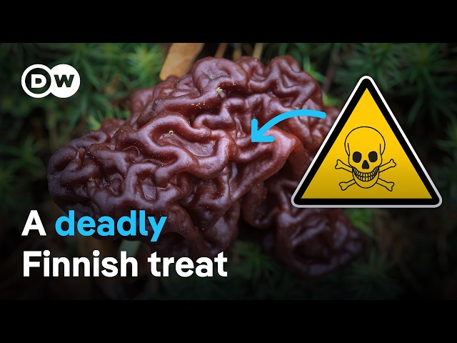 Why Finns love this toxic mushroom (false morels)