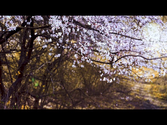 🔴 4K LIVE | 🌸 SPRING BREEZE & BIRDSONG - 4K Live Stream with Cherry Blossom Sounds 🌿🕊️