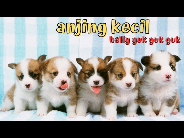 LAGU ANJING KECIL - HELLY GUK GUK GUK | LAGU ANAK INDONESIA