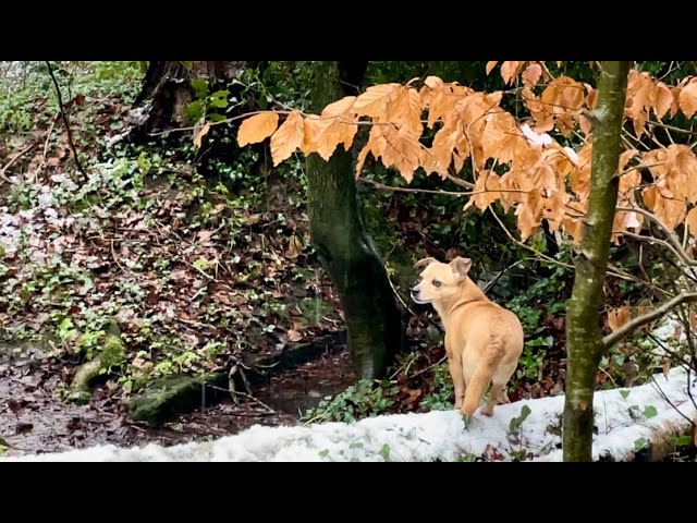 A walk in woods as sleet fell. It started to snow making garden magic