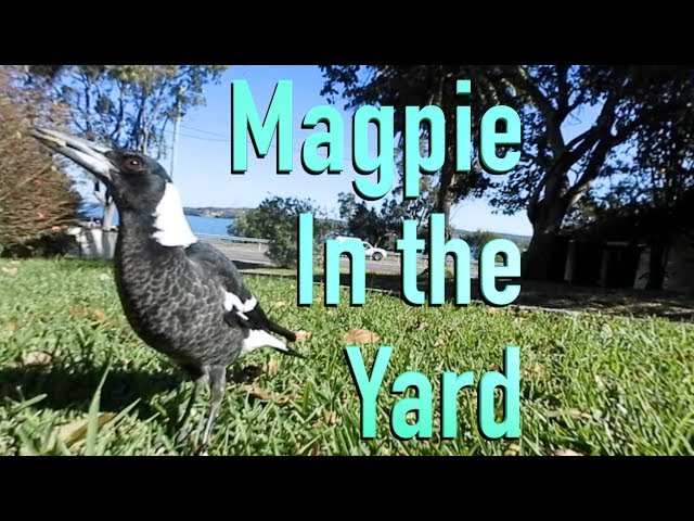 Magpie in the Yard