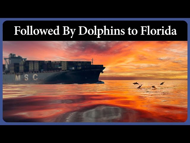 Followed by Dolphins On the Way To Florida - Ep. 333 - Acorn to Arabella: Journey of a Wooden Boat