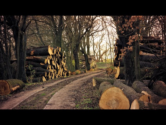 Friedhof der Bäume