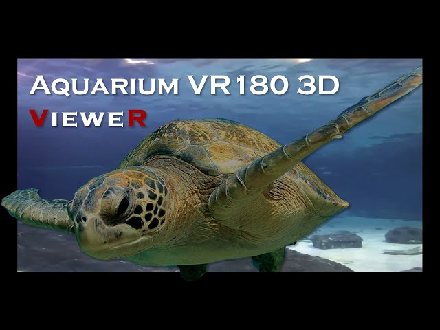 Sea Turtles, Stingrays, Aquarium Fish and more in VR180 - Aquarium Scene 1