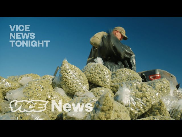 Inside California’s Black Market Weed Boom