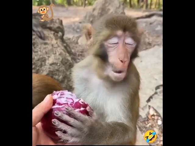 Funny monkey short ...