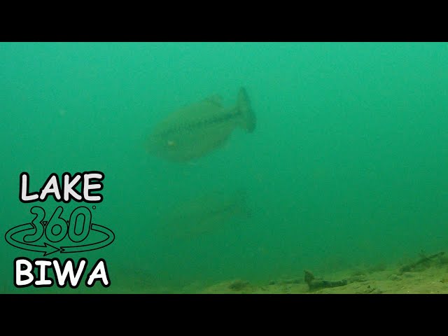 【Biwako360°VR】I swam with  big black bass in the Kido River of Lake Biwa!  