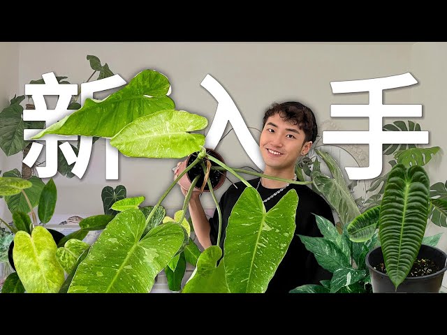 6種新買植物開箱｜2023觀葉植物介紹｜室內植物收藏