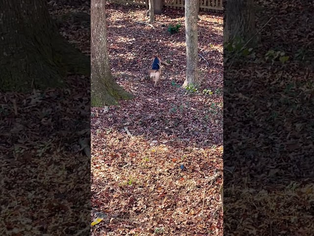 Stanley! Loves Logs #youtubeshorts #funnyanimals #cute #funny #dog #puppy #pets #shorts #youtube