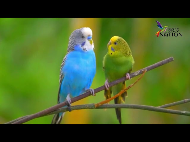 The most beautiful birds of the world in 4K UHD - Colorful Exotic Birds with relaxing music #birds