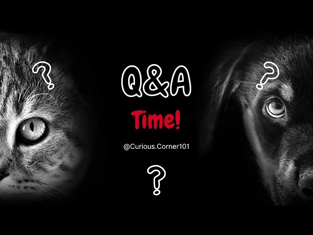 Pet Q&A • Answering Your Burning Questions about Dogs & Cats