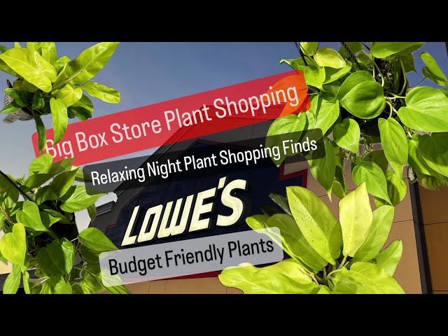 Big Box Store Plant Shopping at Lowe's Relaxing Night Shopping for Indoor Houseplants Plant Finds