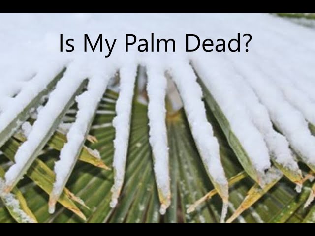 Freeze Damaged Palms, Are They Alive, Can Treatments Save Freeze Damaged Palm Trees?