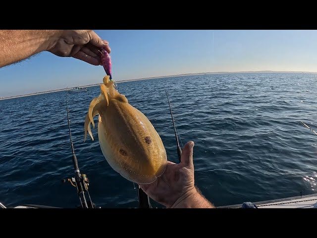 IT'S IMPOSSIBLE NOT TO GET ADDICTED TO CUTTLE FISHING! DO YOU AGREE???