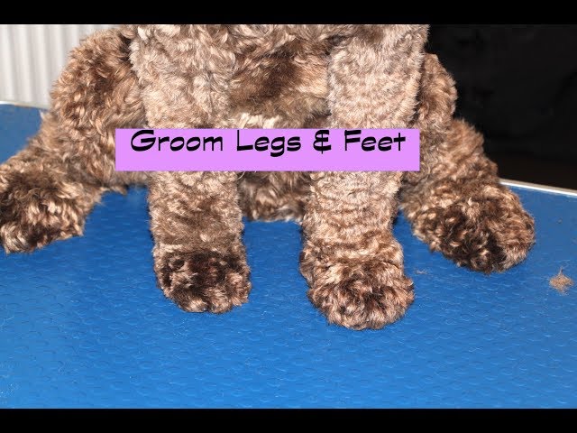 How to groom a Cockapoo - Legs & Feet