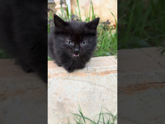 meowing kitten to attract cats