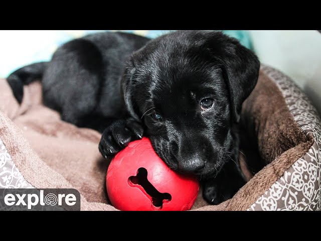 Full House Puppy Cam at Warrior Canine Connection powered by EXPLORE.org