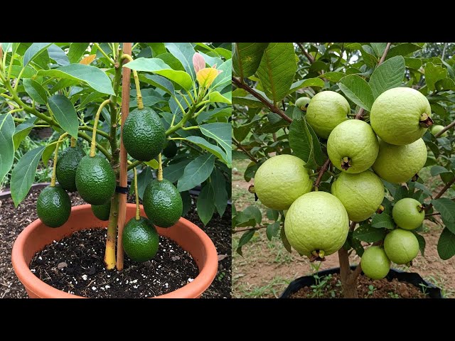 🌿Grow Avocado And Guava Trees FASTER with These PRO Techniques! #live