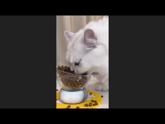 FUNNY AND CUTE CAT VIDEOS #3