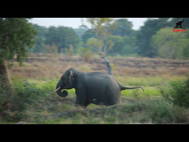 Little elephants that miss the herd run very fast in panic Elephant tried