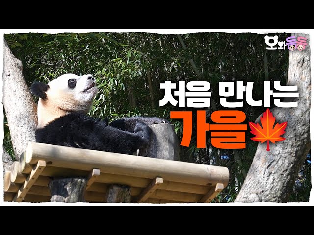 [SUB] "It's me, sunshine🌞" Rui Hui's first autumn outing in the autumn sunshine🍂│Panda World