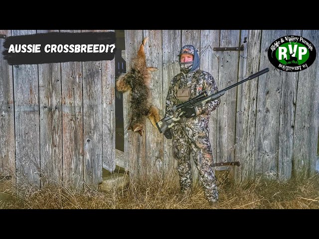 WISCONSIN COYOTE HUNT - RVP - CROSSBREED