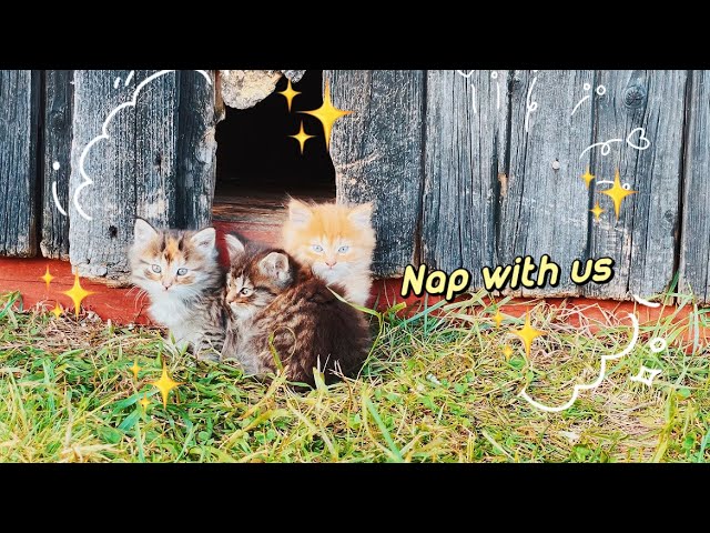 Farm kittens' dreamy nap 💤 10 minutes of rest with us before our mama calls us home