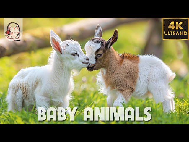 Baby Animals - Amazing World Of Young Animals | 4K Scenic Relaxation Film (60FPS)🌿