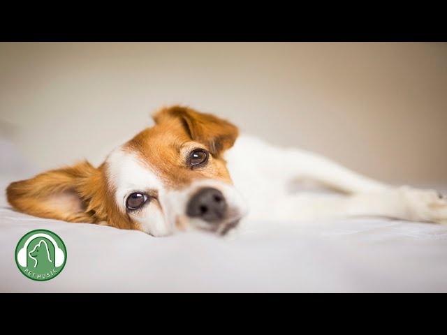 Sleep music for Dogs🐶Music for dogs who are alone🎵Dog favorite music.