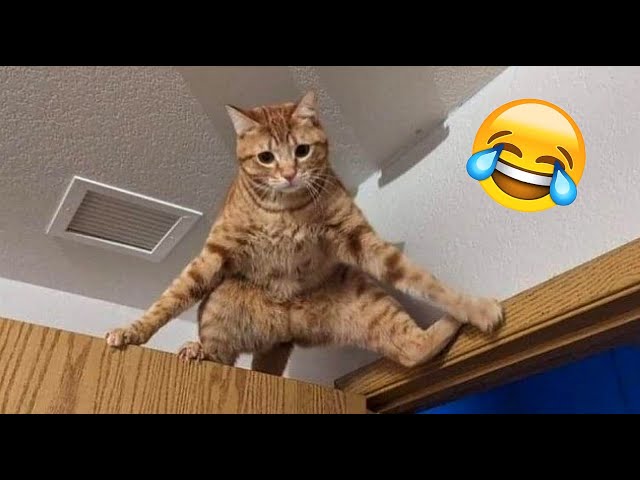 OMG! Funniest cats videos 😂 || Funny animals compilation 2025