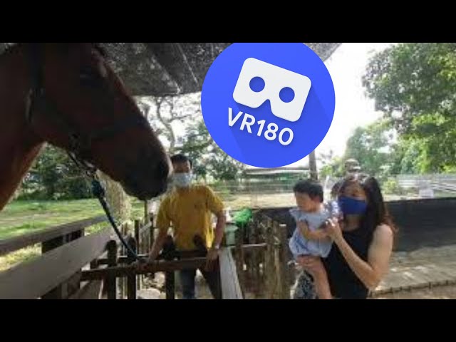 [VR180 VR 3D] Riley Feeding Horse Pin Number @ The Animal Resort Singapore | Virtual Reality Oculus