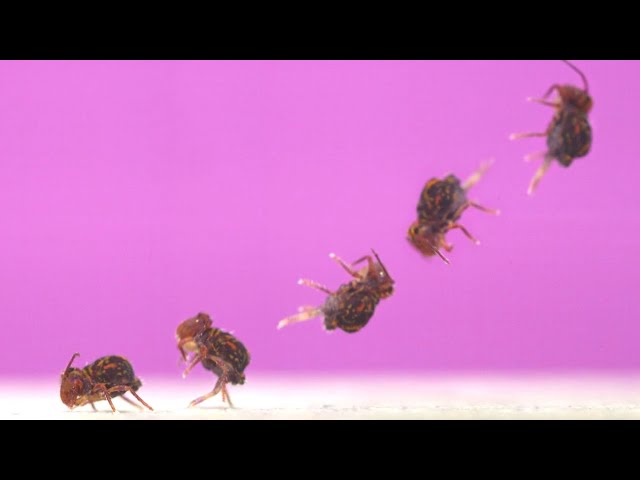 When it comes to backflips, springtails are the GOAT | Science News