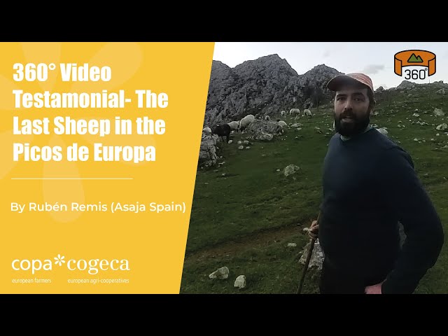 360° Video Testimonial- The Last Sheep in the Picos de Europa by Rubén Remis (Asaja Spain)